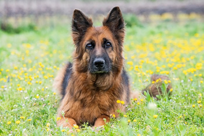 A guide to German Shepherds: characteristics, lifespan, personality and ... Best fcs football teams