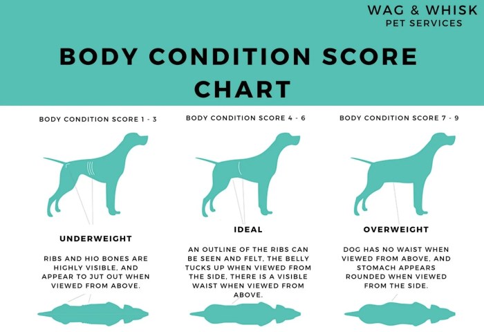 Dog Body Condition Chart at Rose Slaughter blog Dog Body Condition Chart at Rose Slaughter blog