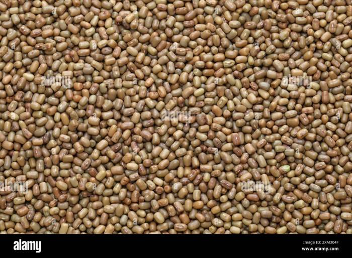 Matki dal (moth bean, mat bean, dew bean ), Indian cuisine ingredient ... Best movies of julia roberts